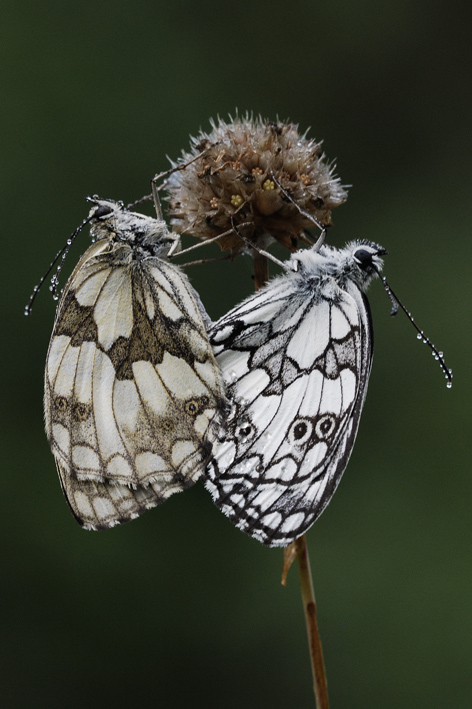 Melanargia galathea